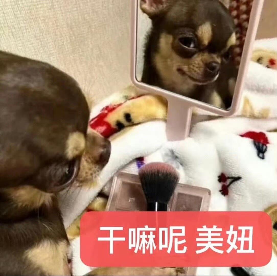 你们要的吉娃娃表情包