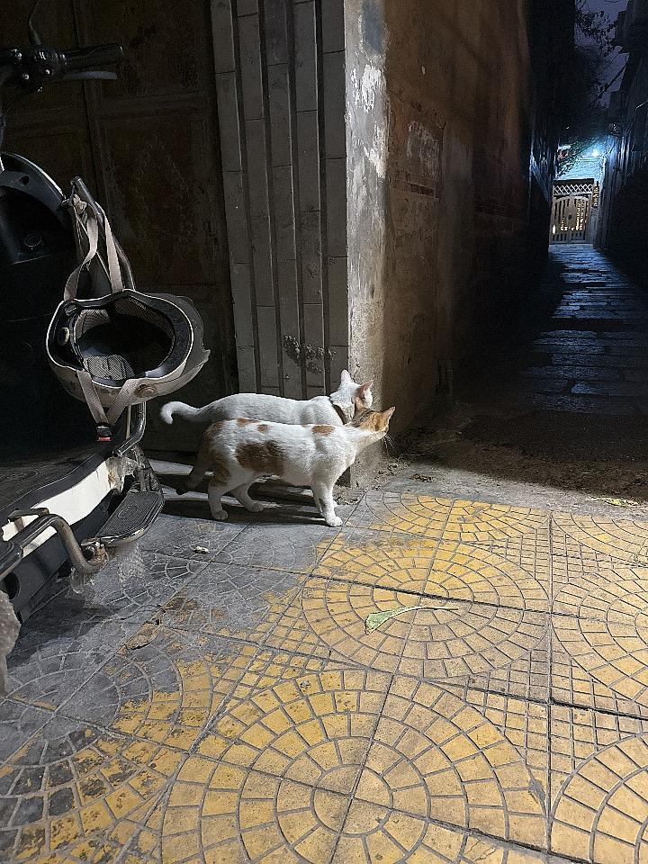 你家猫咪喜欢睡到哪里?和你分享我家那只猫大白最爱睡的地方，说出来你可能不信——