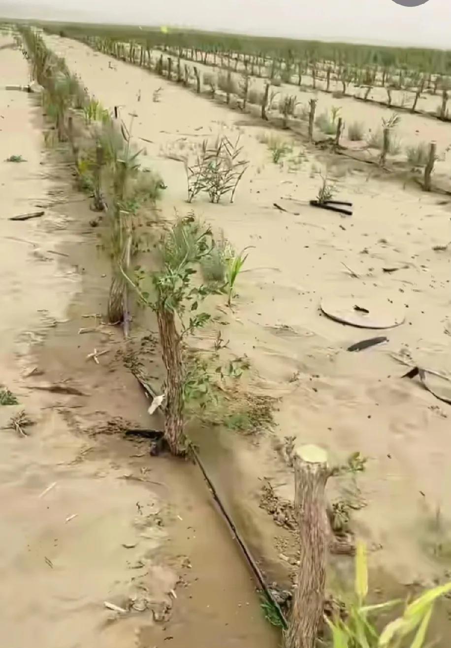 你能想像？中国最大的塔可拉玛干沙漠成功锁边后，用推土机把沙漠推平后，移植上大苗枣