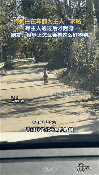 “彻底解释不清了！”安徽，一对夫妻开车路过一段山路时，不料，一只狗狗突然出现“跪