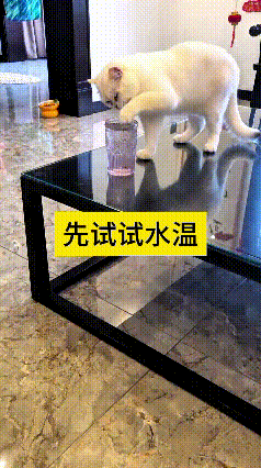 瞅见这只小白猫实在招人稀罕，想喝玻璃杯里的水，不敢直接下嘴，先伸小爪子探进水里试