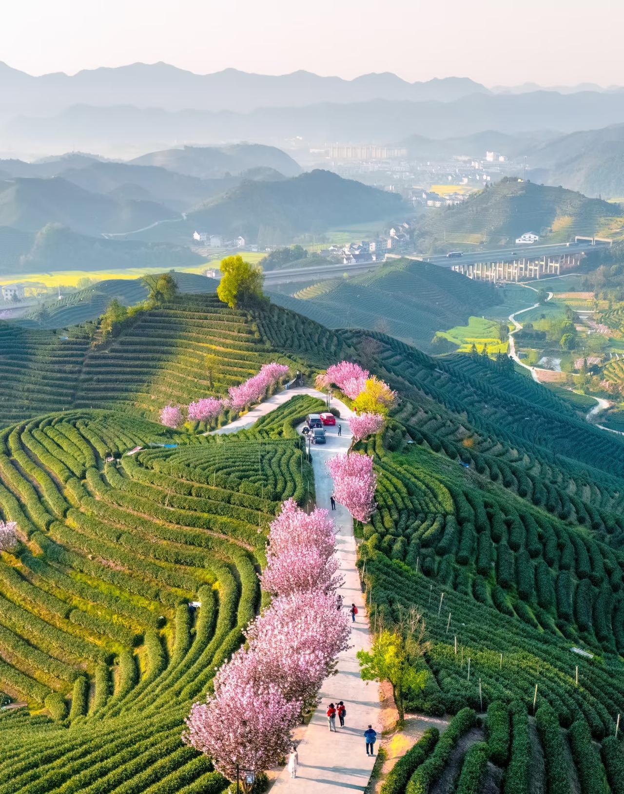 🍃现实版上春山富阳的樱花茶田美晕了！相比每天爆满的杭州西湖我更愿意开车去
