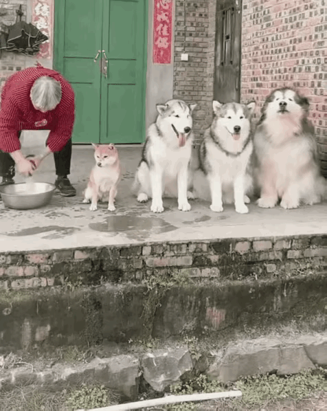 什么凶猛的犬科，在奶奶面前，都会乖乖的等洗脸。