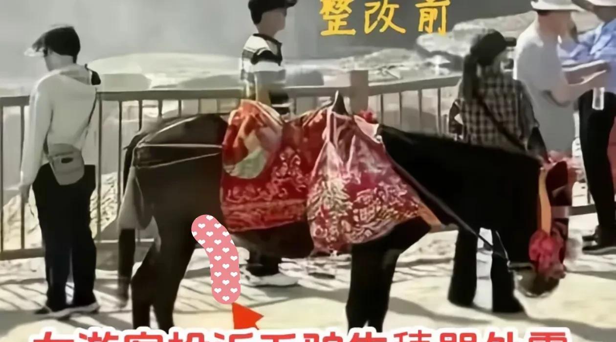 黄河壶口给驴带了套子，刚开始以为是景区做事讲究，方方面面的考虑周到。后来才知道