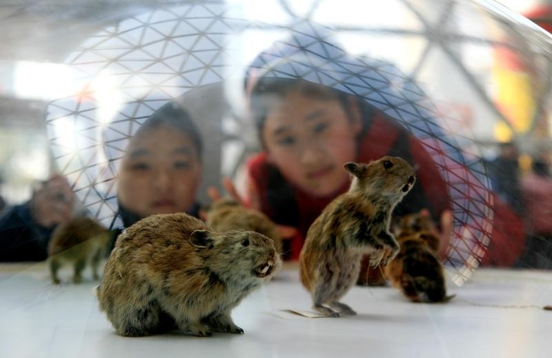 属兔以及其他属相，都只是用于纪年。例如，在同一天、同一月出生的人，全球不计其数。