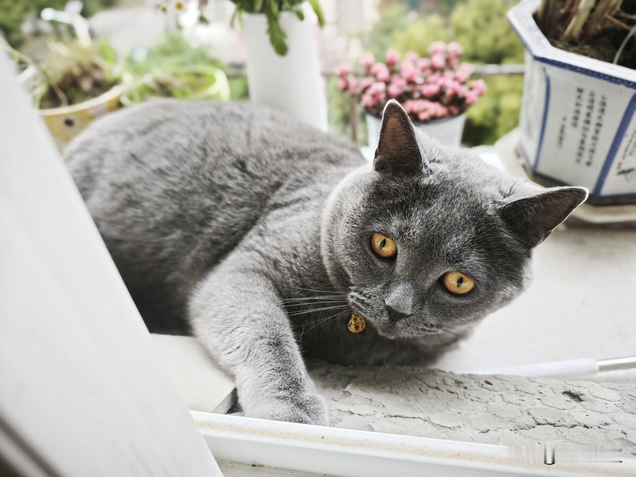 你家的猫也很可爱吗?我家的猫是英短，今年六岁了，名字叫七仔，因为他是7月份到我家
