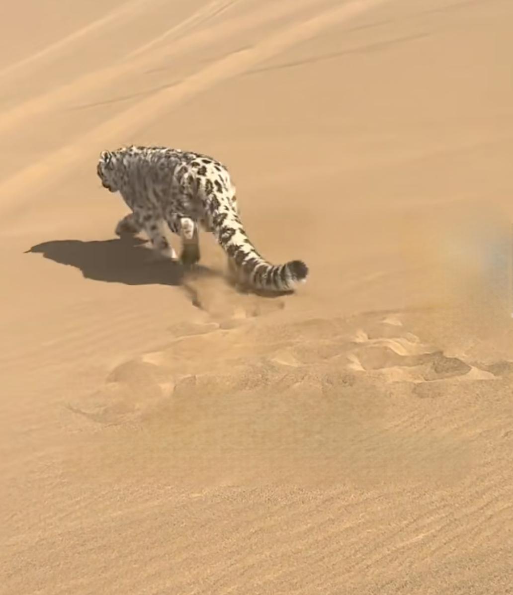雪豹压根就不应该出现在这个地方！库木塔格沙漠大家可能不知道在哪里，但是提到吐