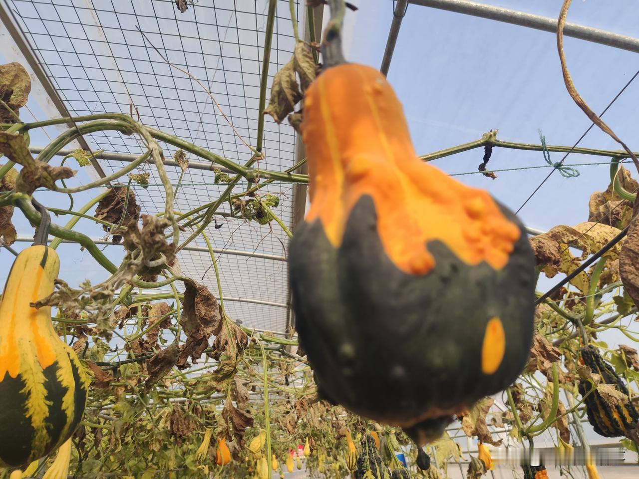 关于这次严查，我来说两句:我就不明白了，有些人为啥这么坏，总想挑点儿事儿。就拿