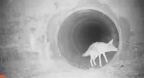 如果当年郊狼和獾一对好朋友一起旅行穿过公路下涵洞的视频出现在今天，肯定被认为是A