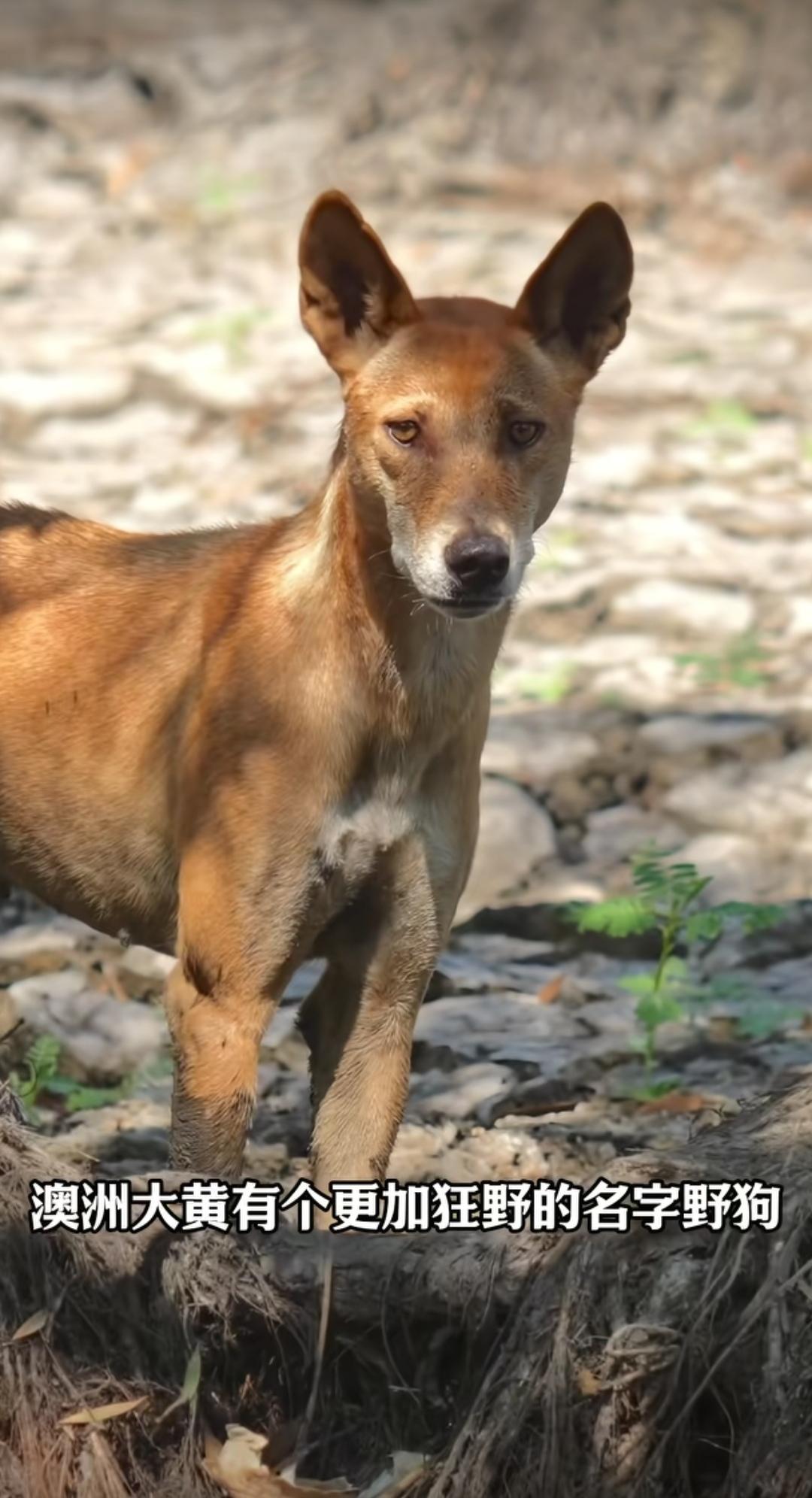 中国大黄成为澳洲顶级掠食者。（如图所示）源自中华大地的中华田园犬，也就是“中国