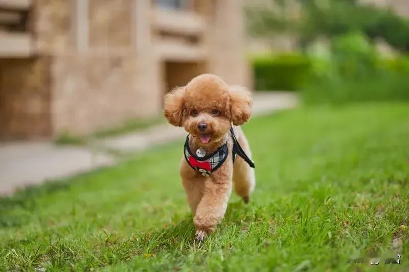 自从家里有了这款“新闹钟”，就再也不用我喊孩子起床了。一到设定的时间，他就