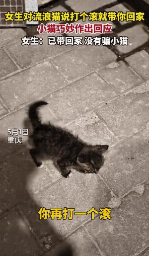 女子遇到一只流浪猫，猫好似跟她有缘似的对视企盼。女子说你打一个滚，猫真的打了一个