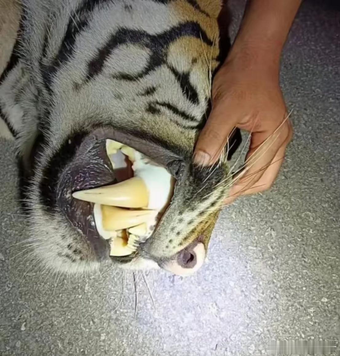 东南亚某地，车祸现场。肇事者是一只老虎。这要坐牢吧？