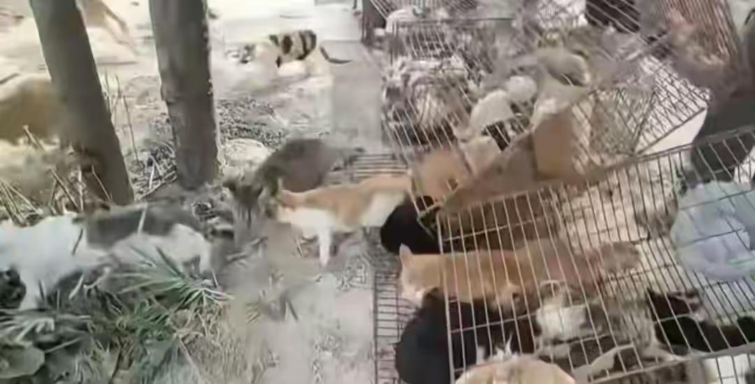 这些人不是放生，是杀生，不仅没福报，还会遭天谴吧。马上就冬天了，水库区域荒无人烟