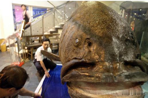 2013年，南沙群岛一位渔民出海捕鱼，意外捕到了一条683斤的巨型石斑鱼，东莞的