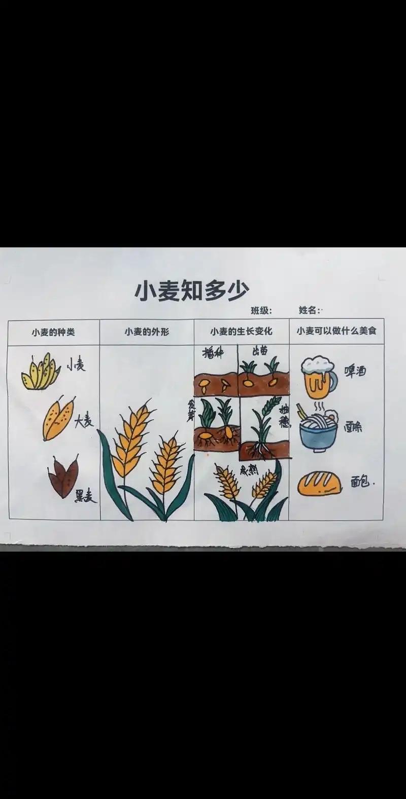 从三餐四季看小麦变身记：你碗里的一口香，藏着270天的生命修行你早上啃的馒头