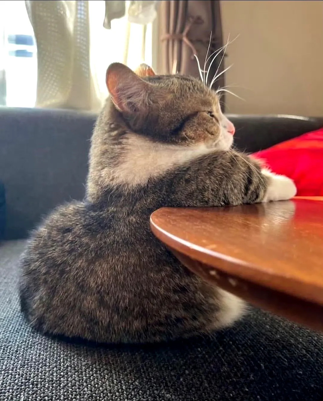 猫咪∶找我什么事？说吧！