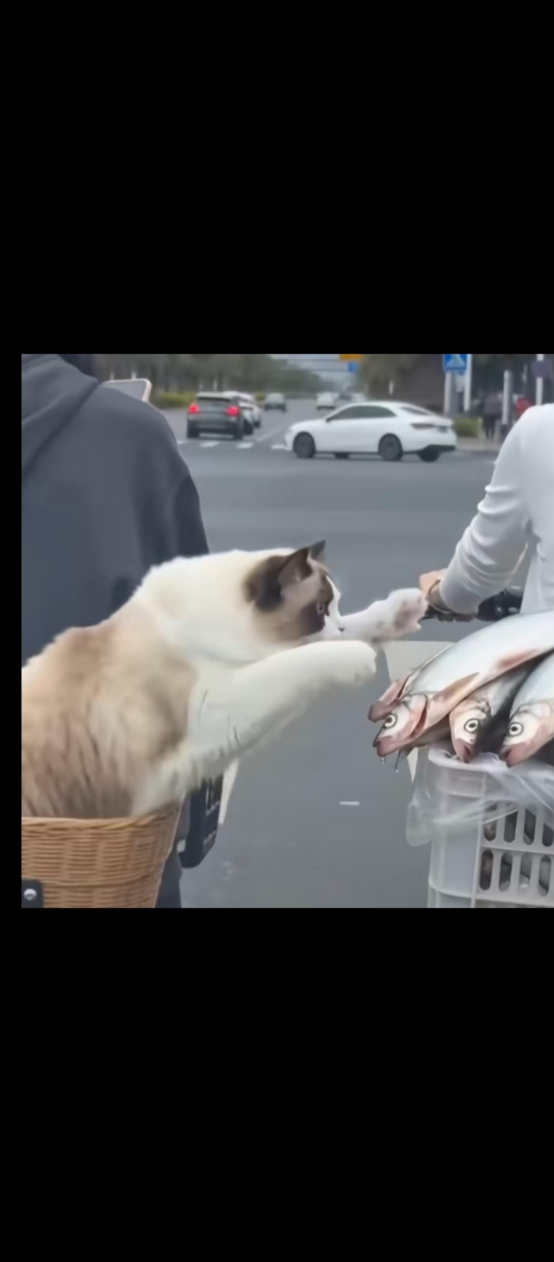 昨天在海鲜市场买鱼，老板是熟人，正聊着，一只猫从摊位里面出来，我纳闷，问老板：“