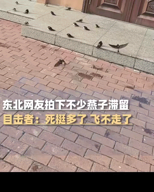 看得揪心，10月20日报道，东北一女子，拍下自家门口不少燕子滞留没来得及往南飞，