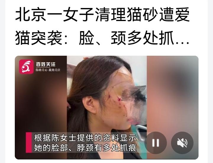 北京一陈女士，在家里清理猫砂的时候，被自己饲养了两年的猫咪，抓伤头部，脸部，颈部