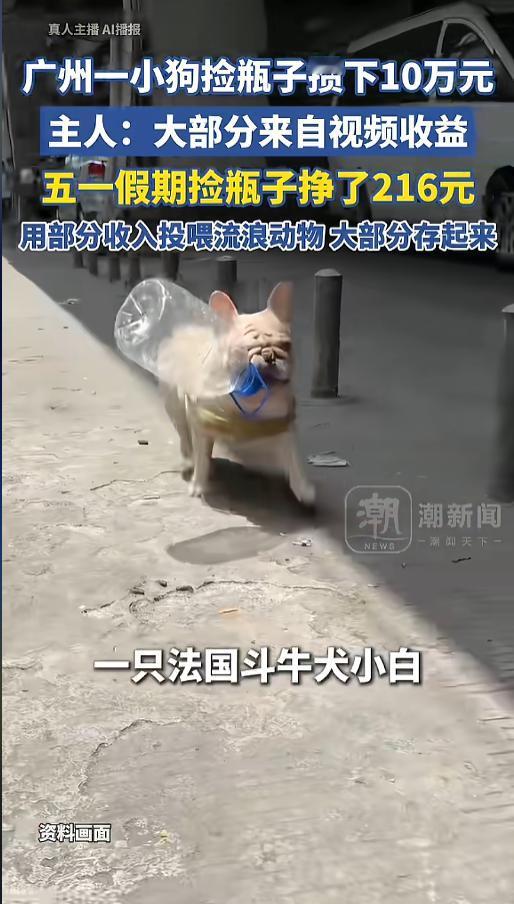 “毛孩子太棒了！”5月6日报道，广东广州，一只法国斗牛犬因为捡瓶子又火了。这条狗