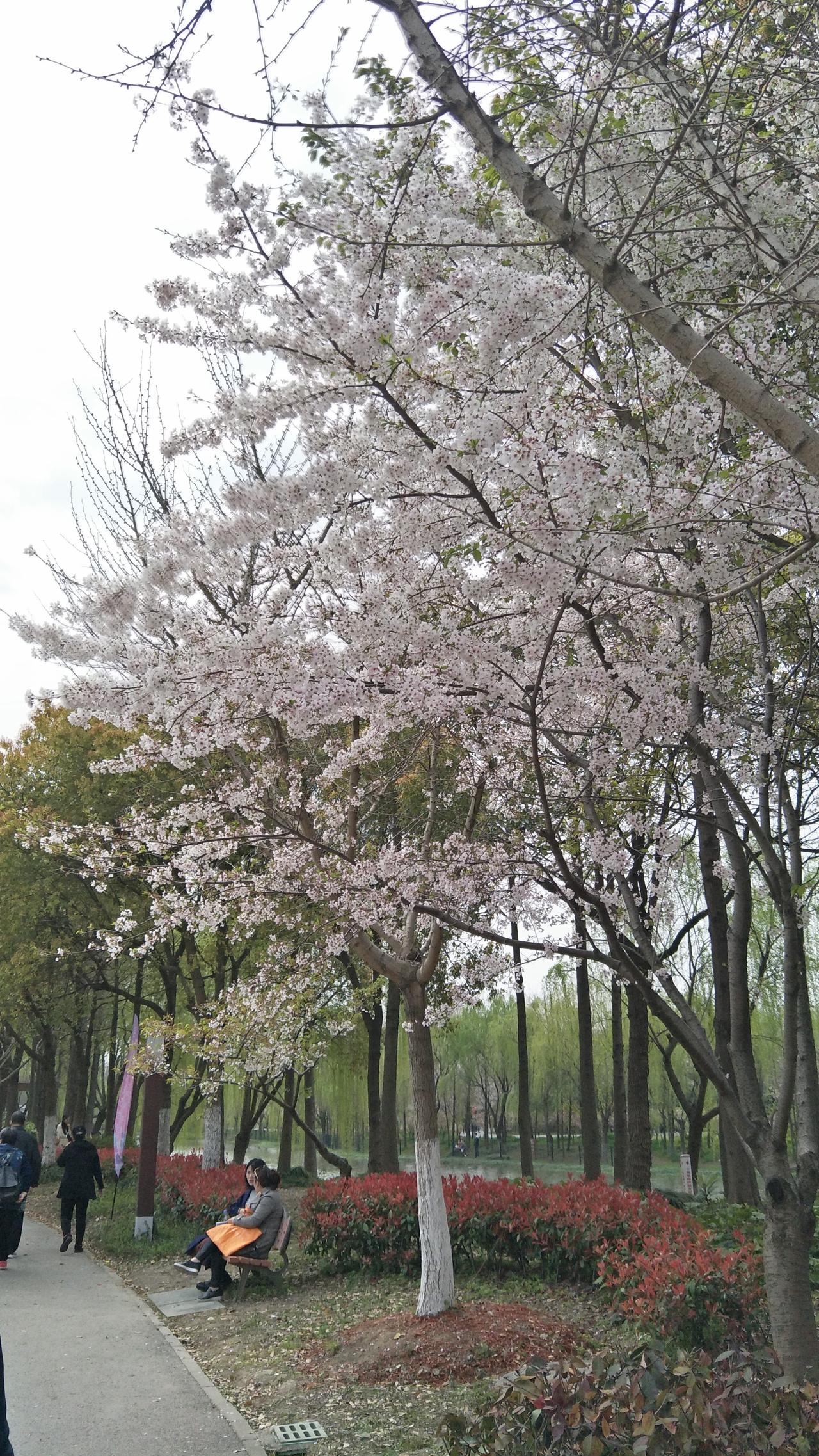 最近开得正旺的除了郁金香🌷还有玉兰花，接下来就是樱花🌸海棠花🌸的主战场了