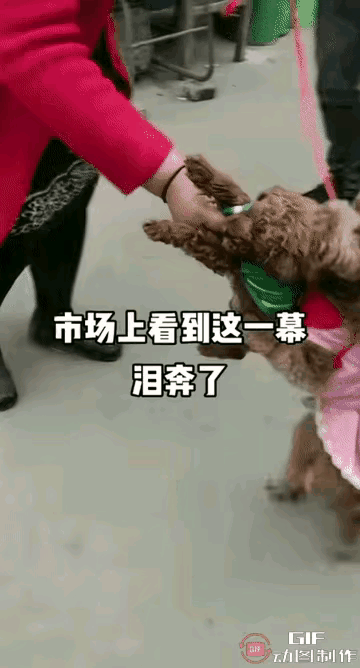 狗妈妈死死抱着小奶狗祈求主人别卖自己的孩子。在市场看到心酸的一幕，女主人和人谈好