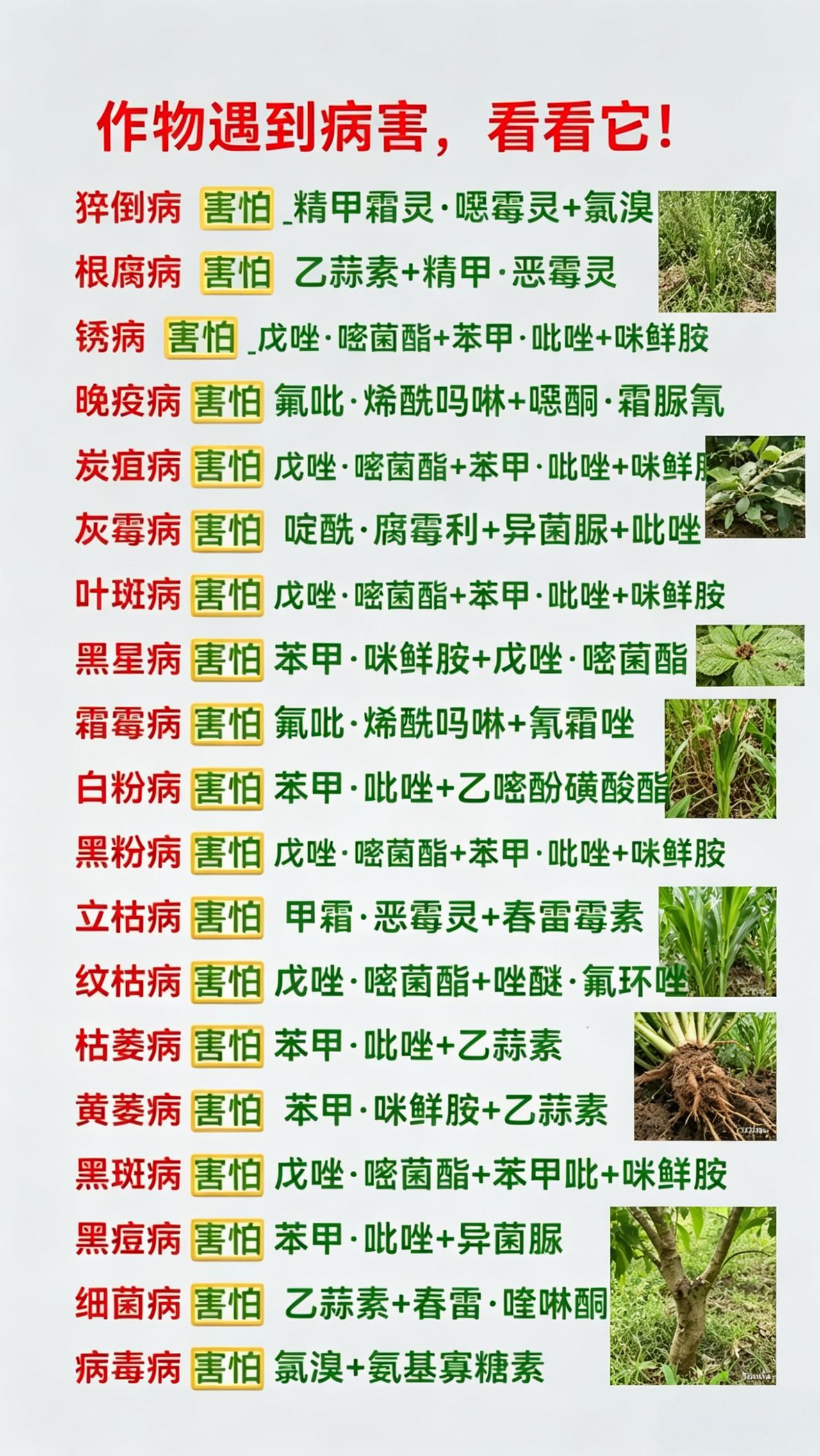 病害防治猝倒病根腐病霜霉病