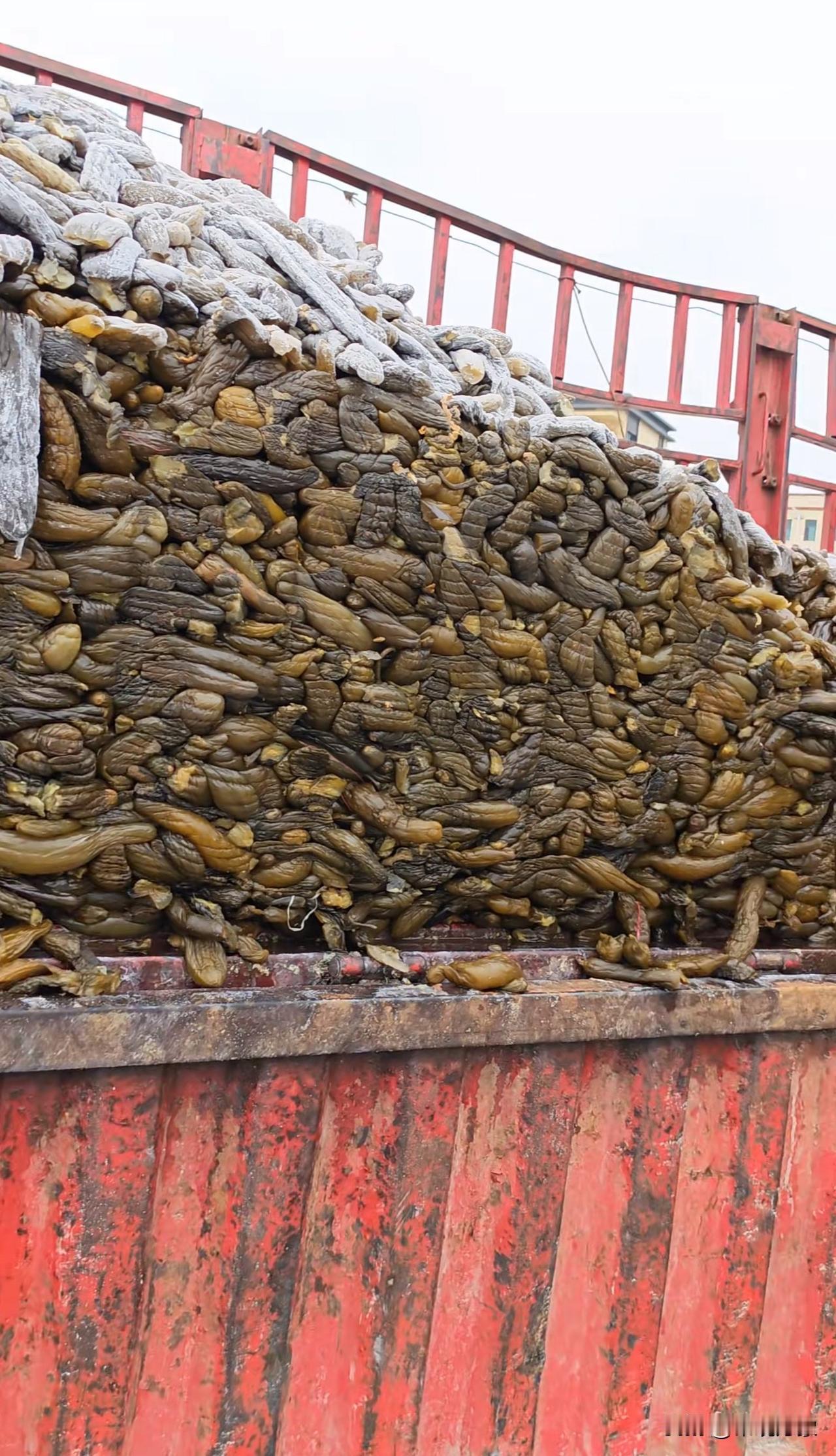 网友分享，今天拉了一车酸黄瓜😯