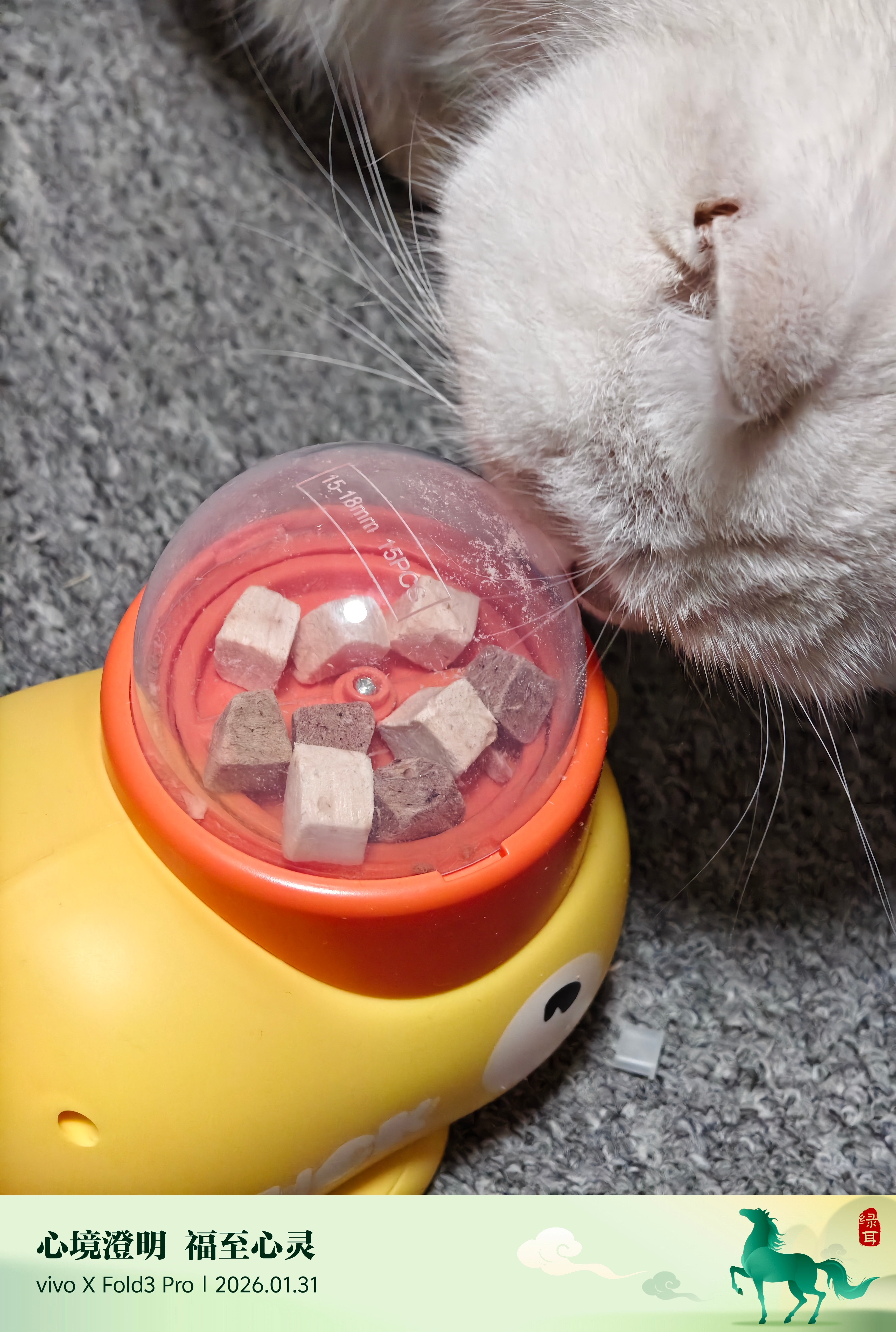 家里有个傻猫买了个玩具，踩一下就能吐冻干结果怎么教都教不会，它就这么一直在舔盖子