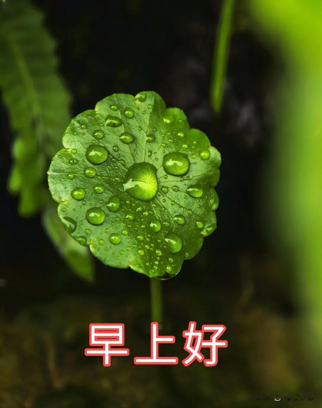 🍂²⁰²⁶/₀₈.₂₉ᵕ̈周六｜秋雨安然☔️🍃𝐆𝐨𝐨𝐝𝐌𝐨