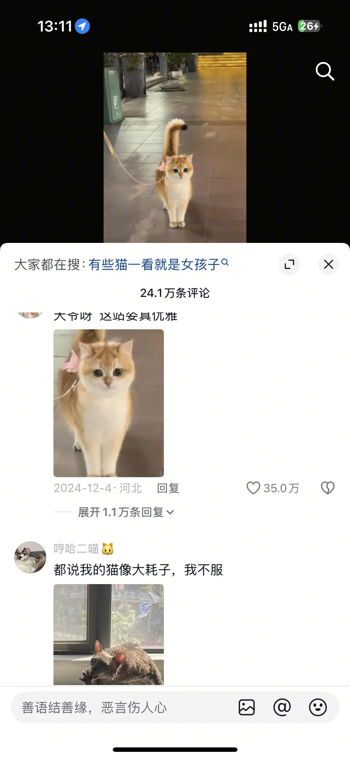 好美的猫猫