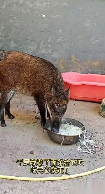 有人开价五万块，要买他家那头猪。他想都没想，直接给拒了。说真的，这事儿放谁身