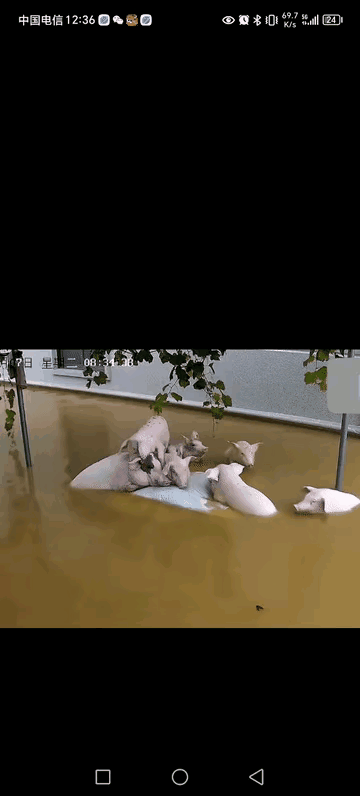 绝境中，猪饲料救了它们，猪们团结的样子真感人，不争不抢，它们前肢趴在饲料堆上面