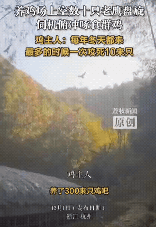浙江一男子弄了个养鸡场，本想养大赚钱，结果，一到冬天就会有数十只老鹰飞来，在养鸡