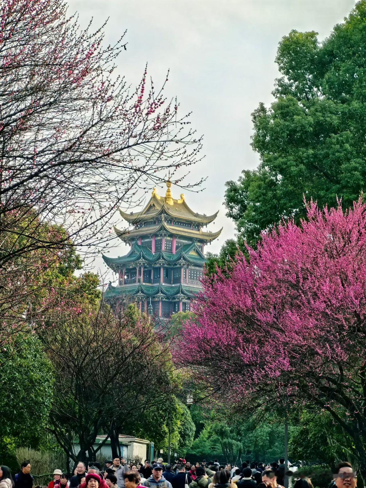 古寺腊梅花，真是中国顶级美学搭子！重庆没有像昆明西山公园每年1-2月，250