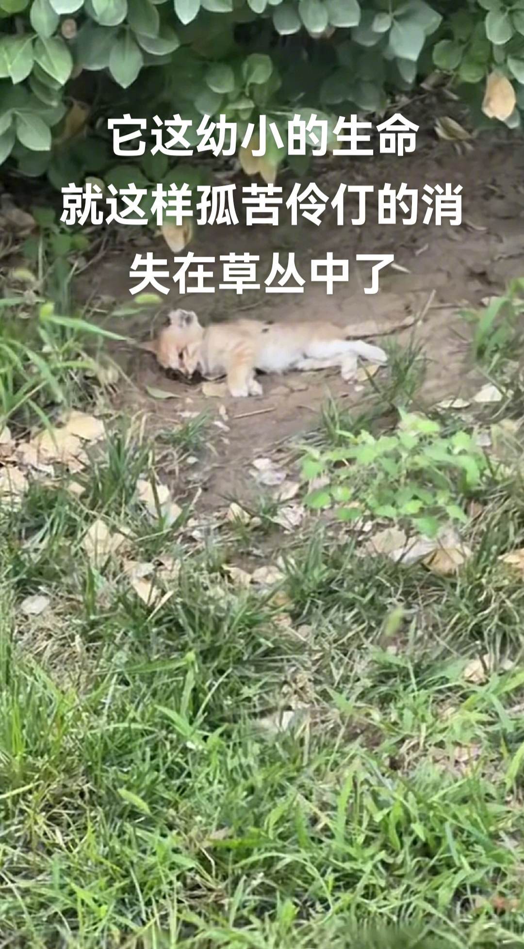 野外的小流浪失去妈妈的看护，生存几率微乎其微