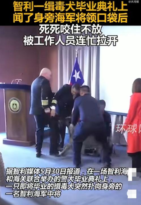 “笑不活了！”当地时间5月30日报道，智利，一只缉毒犬在毕业典礼上闻了闻旁边海军