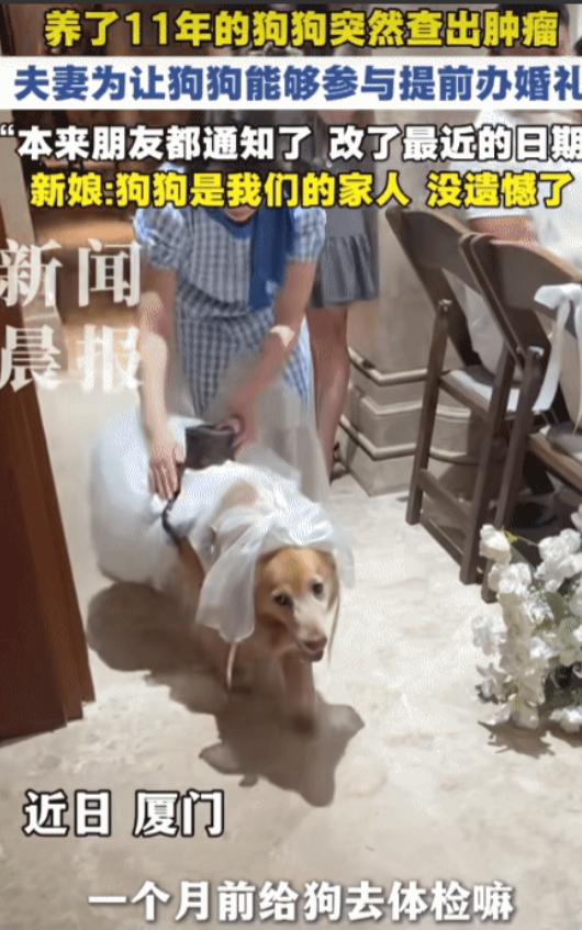 “太有爱了！”厦门，男子养了11年的狗狗突然查出肿瘤。没想到，他为了让狗狗能参与
