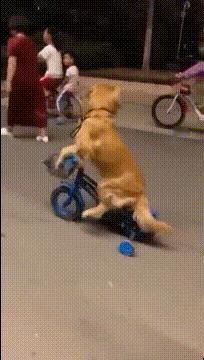 狗子也进化到这地步了？