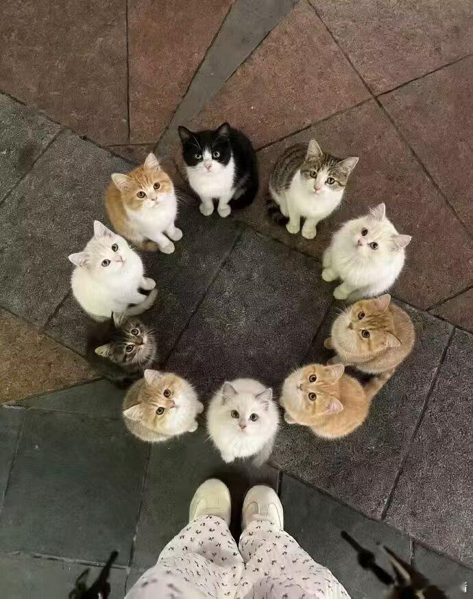 谁能拒绝围成一圈的小猫咪呢​​​