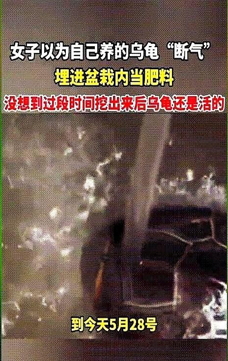 “电视剧都不敢这么演！”四川成都，一女子以为自己养了3年的乌龟死了，就将其埋进了