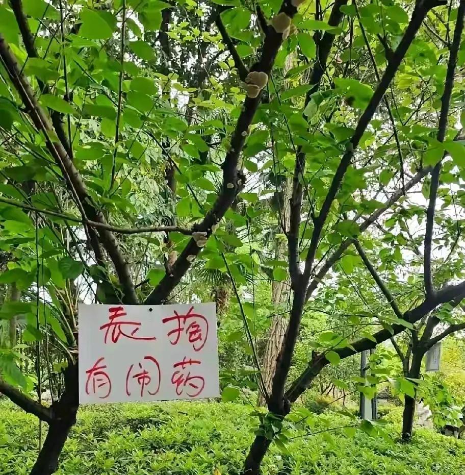 四川人不懂的四川话！而且还有错别字，表掏应该是嫑掏才对，至于什么意思大多数四川人