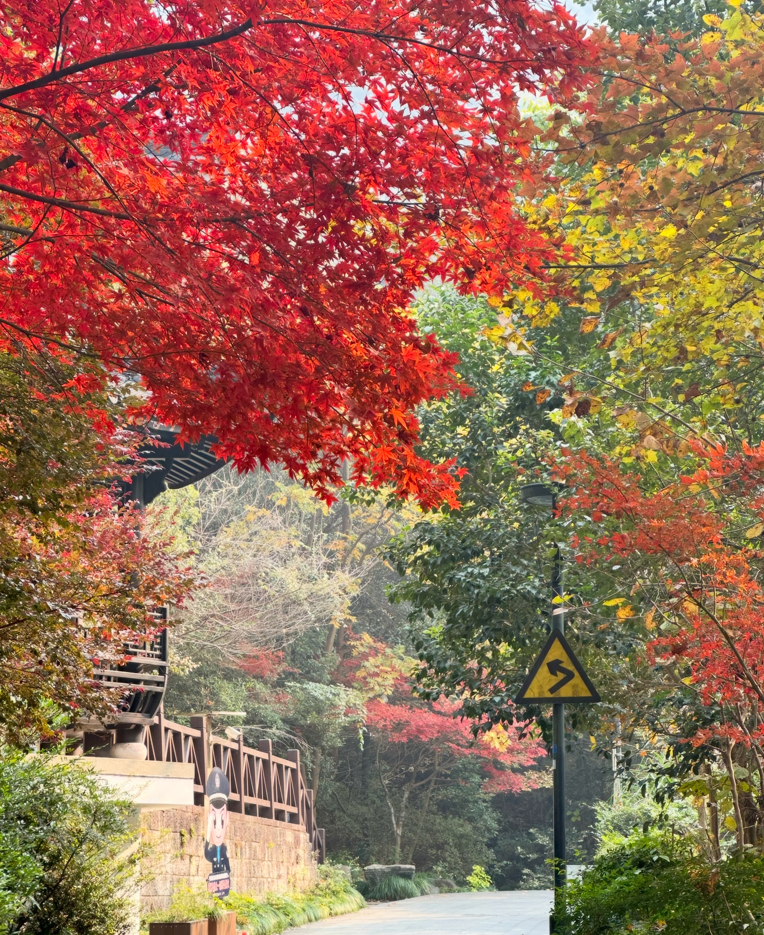 难得在杭州待一周，沉浸式享受一下秋色了杭州