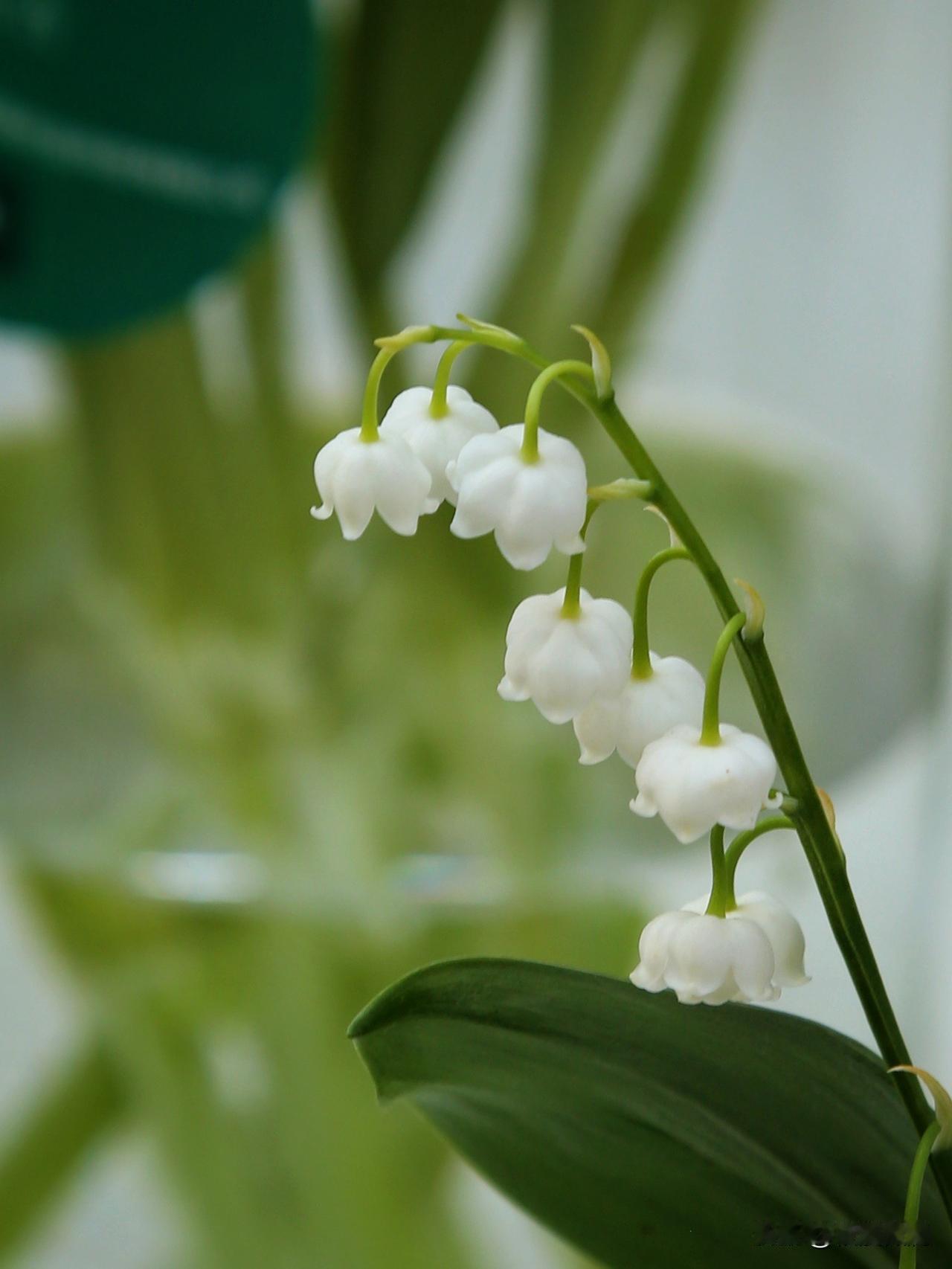 第一次近距离地观赏到了真正的铃兰，这回不是在图片上。铃兰的植株非常小巧，对于它来