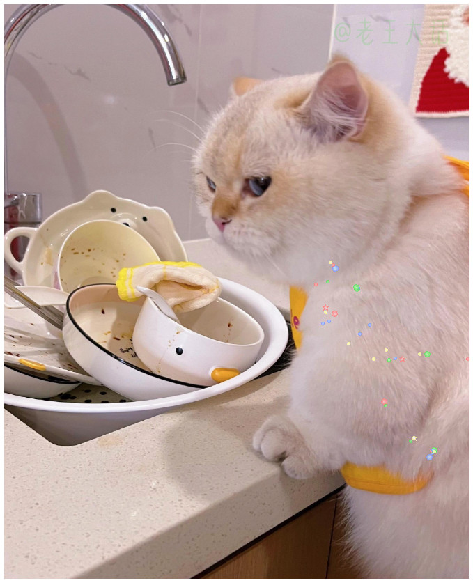 假如你回家看到你家的猫......