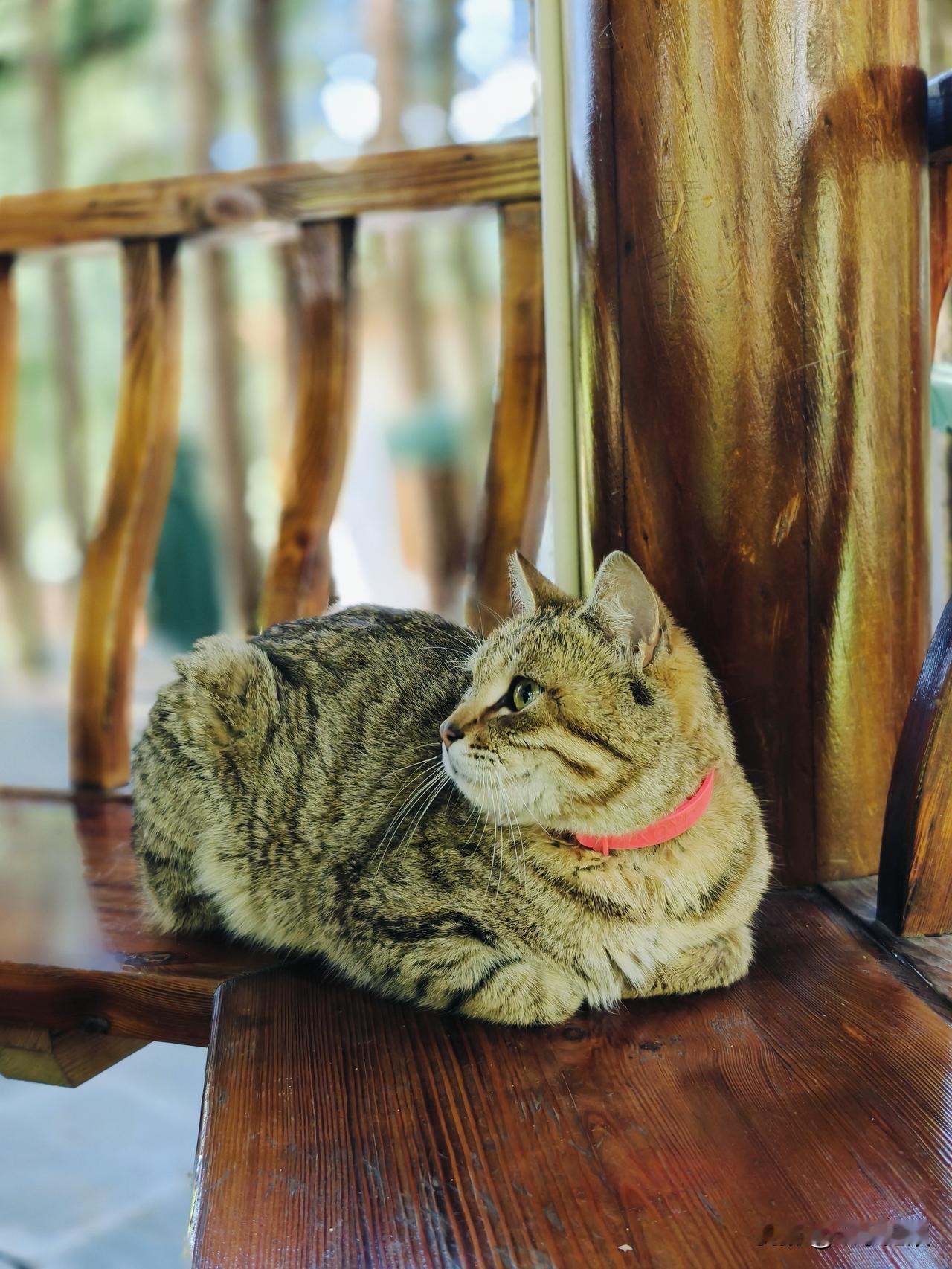 希望所有的喵星人都能被善待，希望它们都能够善始善终。