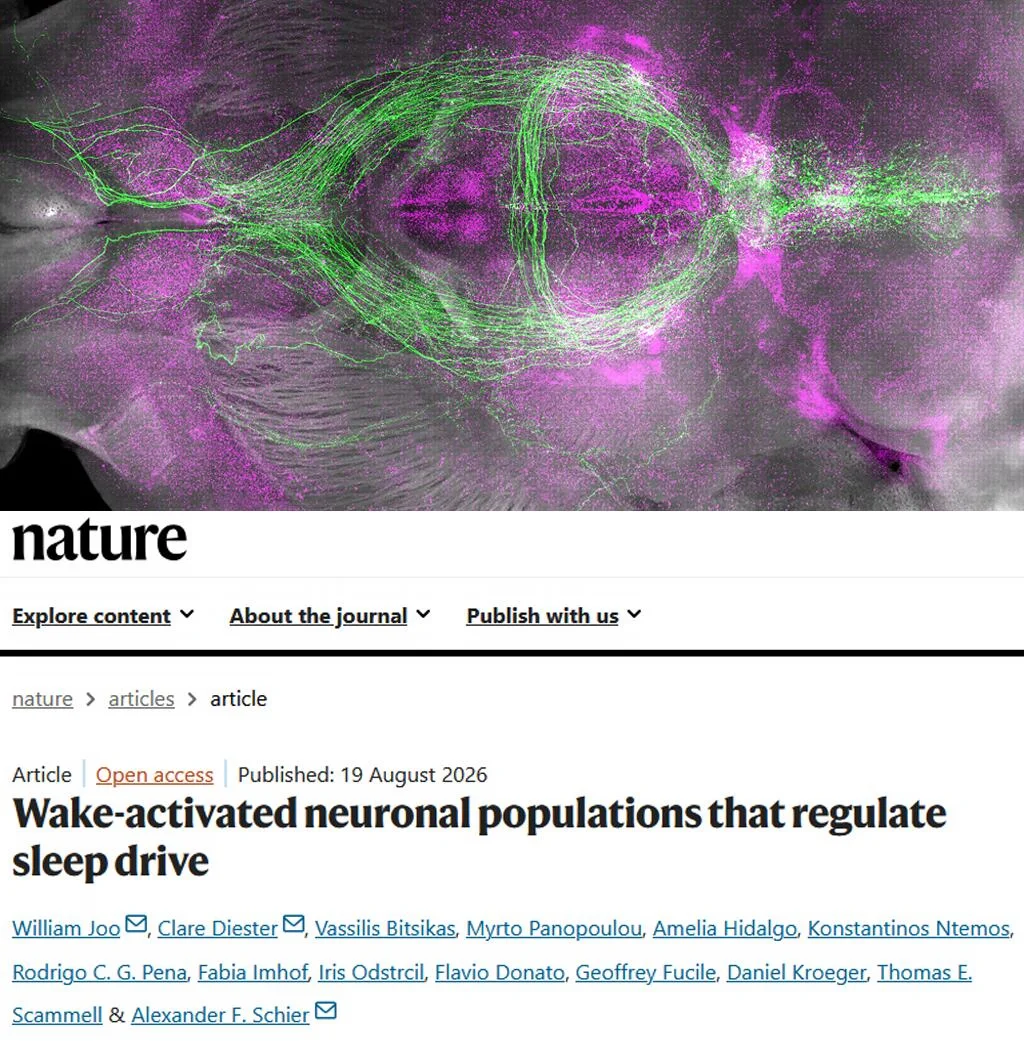 Nature重磅-少睡70%还不困？睡眠神经元找到