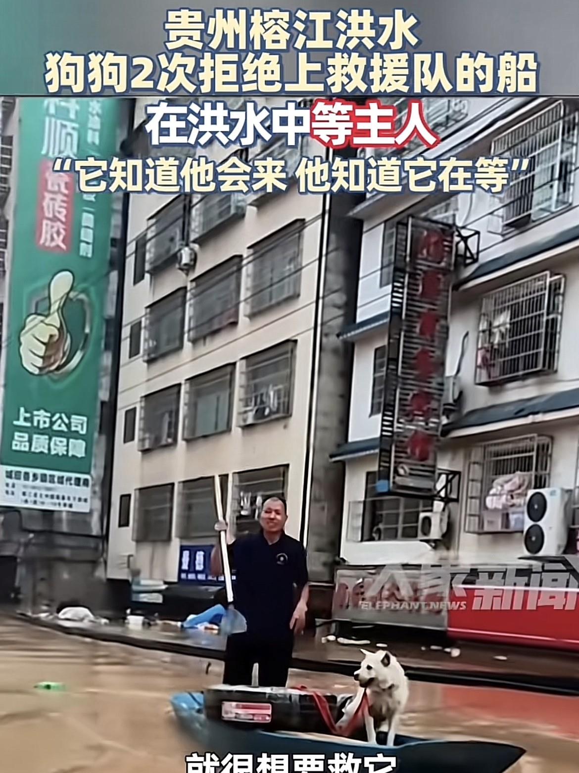 最近，在榕江洪灾救援过程中，救援队发现一只狗狗被困洪水中，救援人员试图将狗狗救起