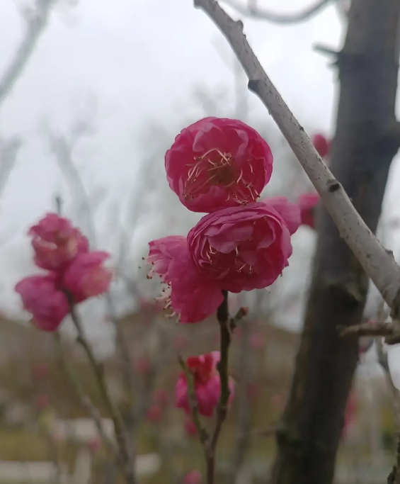 30几年前，教师是分配出来从教的；现在的教师是通过考试选拔出来的，谁更厉害？个